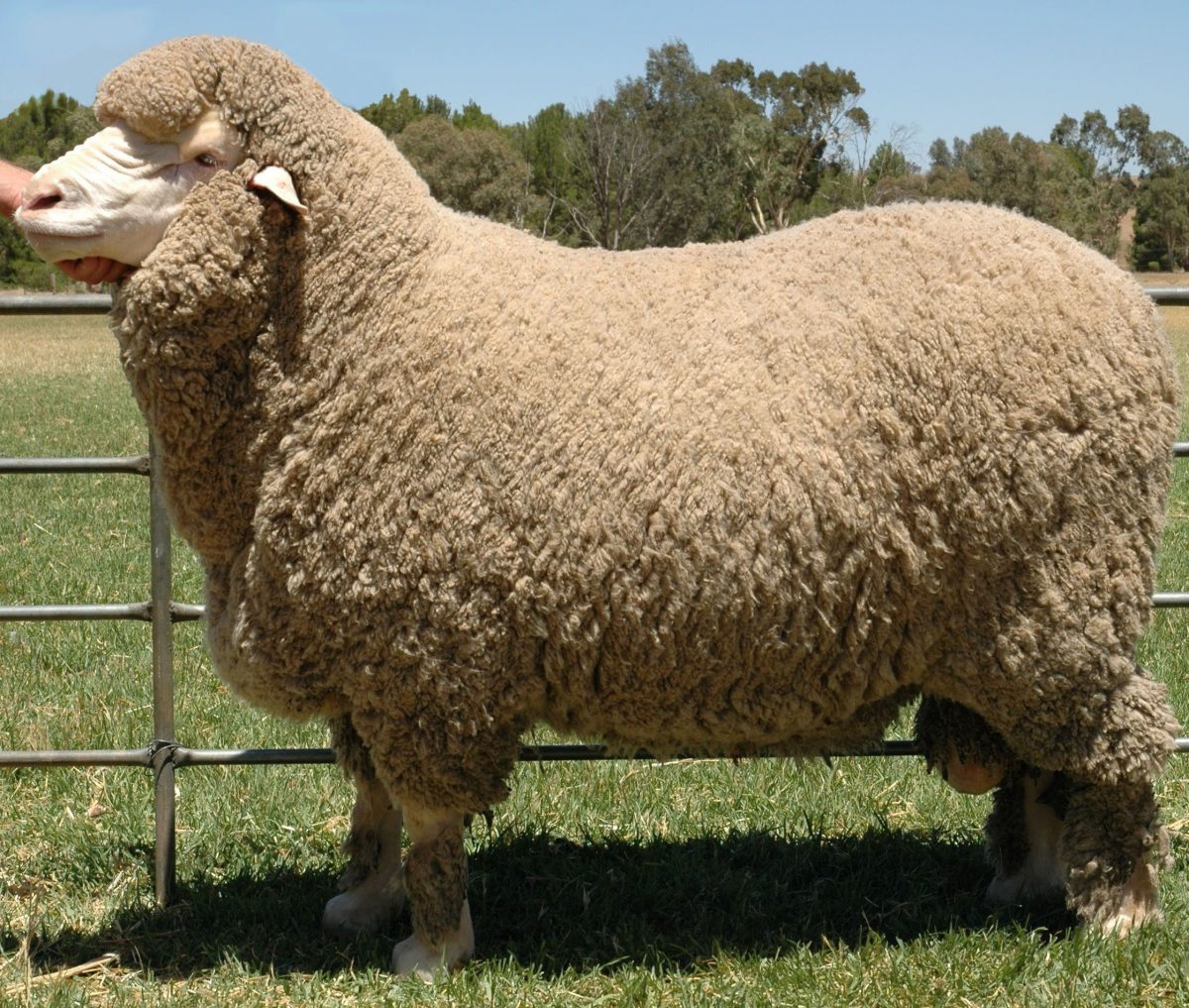Австралійська вівця-меринос (Merino)